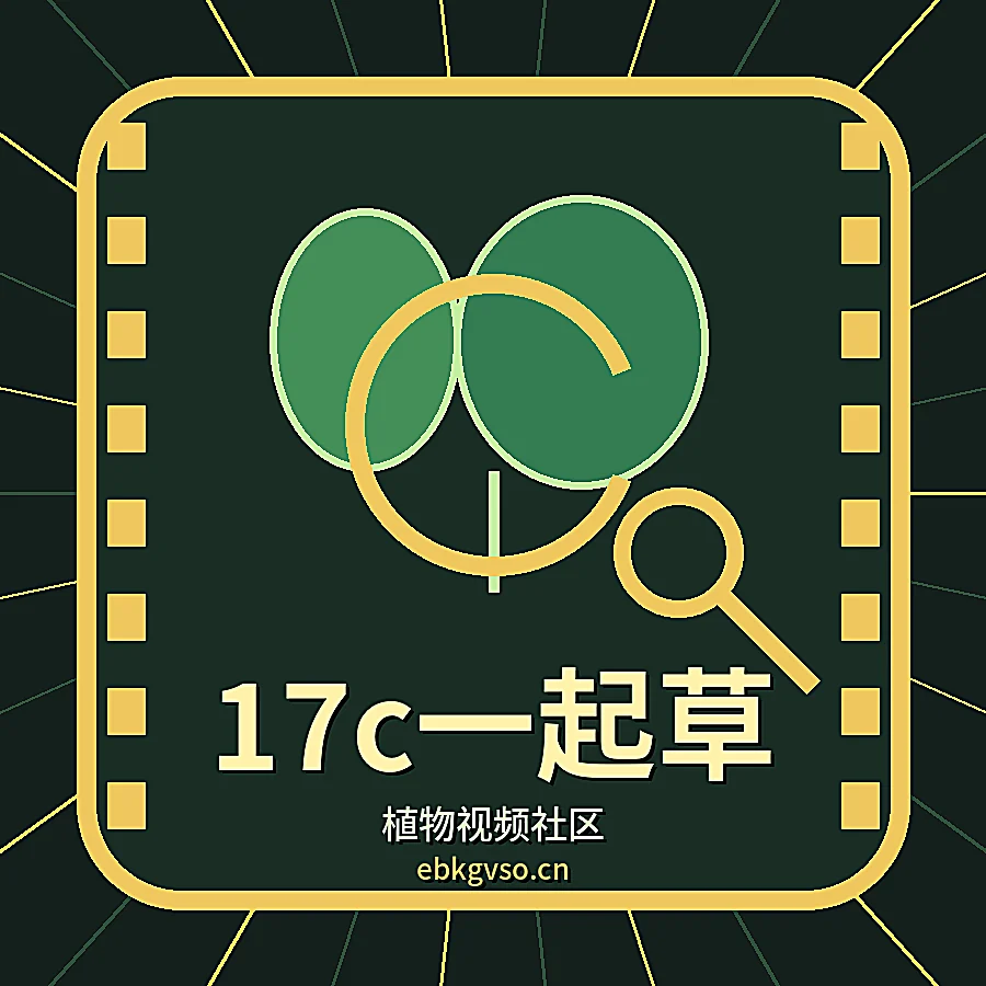 17c一起草